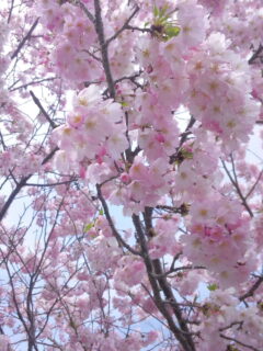 桜満開の入園式