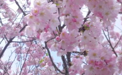 桜満開の入園式